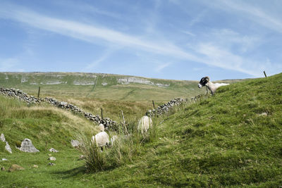 Scenic view of grassy field against sky