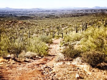 Cactus plants on landscape against sky