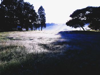 Trees on field against sky