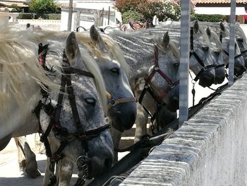 Horses in row