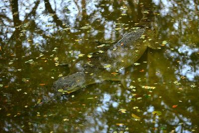 High angle view of crocodile swimming in water