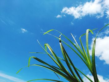 Low angle view of stalks against blue sky