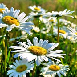 Close-up of white daisy flowers