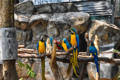 View of parrot perching on wood in zoo