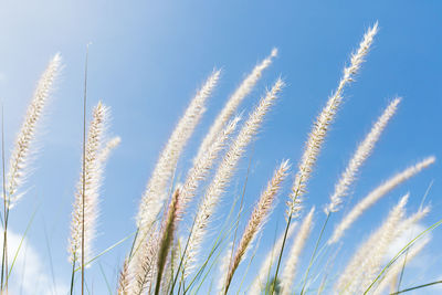 Low angle view of crops against blue sky