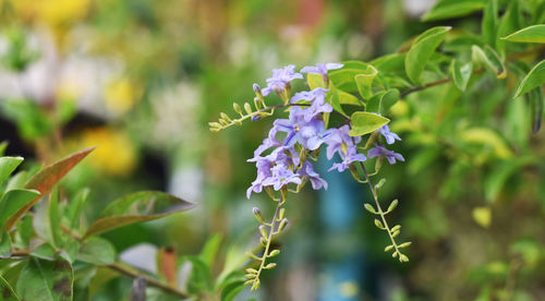 Close-up of purple flowering plant