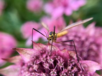 Close-up of insect on pink flower