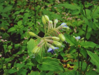 Close-up of plant