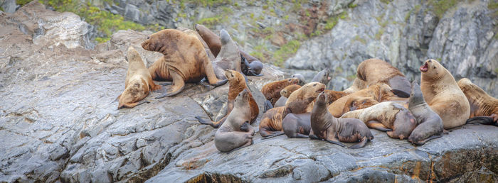 Group of sea lions sit on a rock close to the pacific ocean, kamchatka peninsula