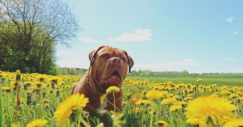 Close-up of dog amidst yellow flowers on field against sky