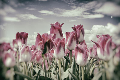 Close-up of pink tulips