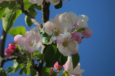 Close-up of pink cherry blossoms against sky