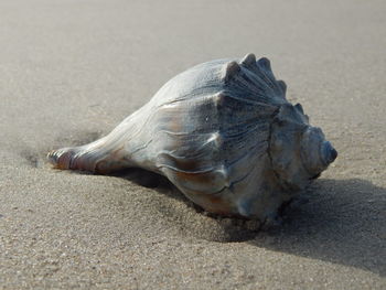 Close-up of seashell at beach