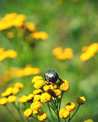 Close-up of insect on yellow flower