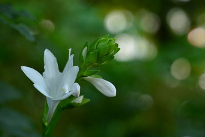 Close-up of white flowering plant