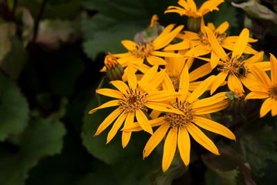 Close-up of yellow flowering plant