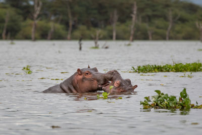 Horse in a lake