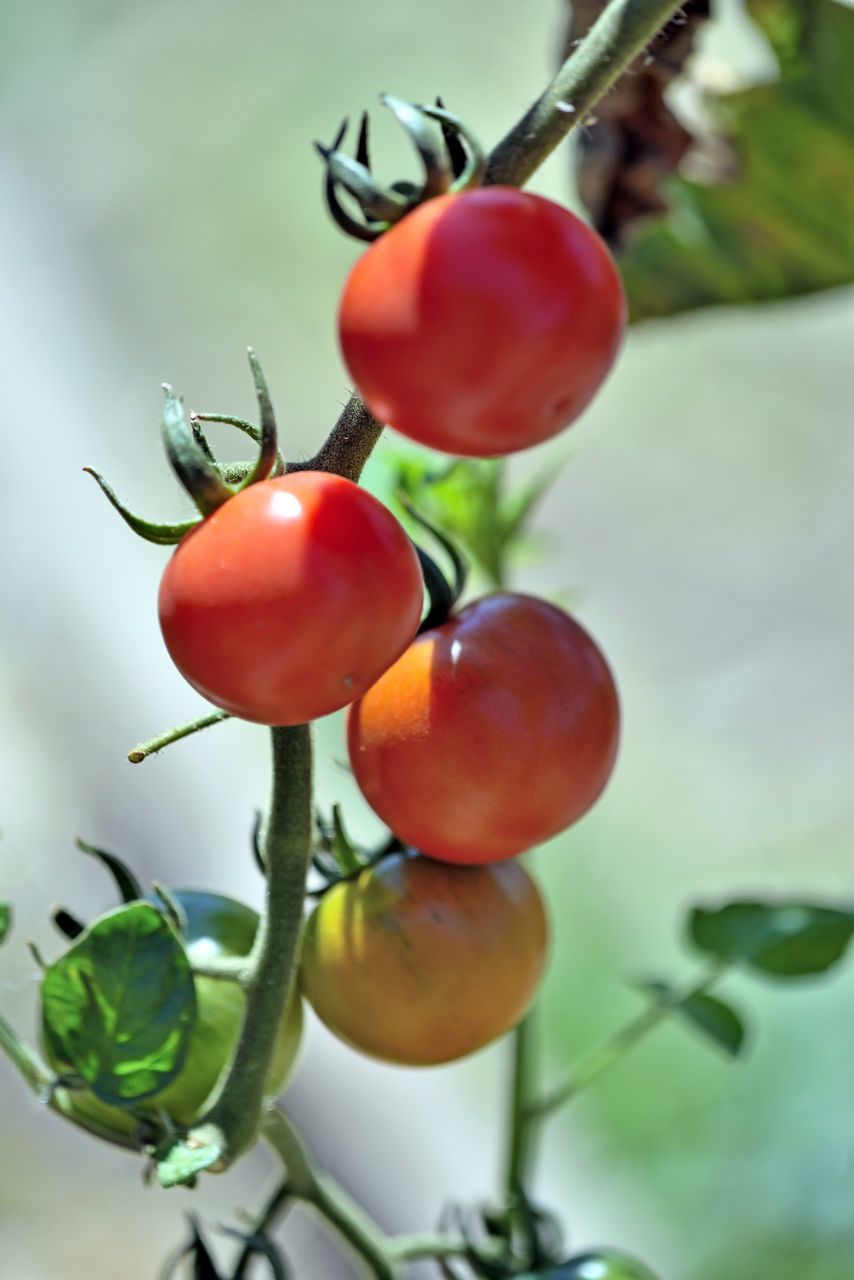 CLOSE-UP OF APPLES ON TREE