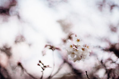 Low angle view of cherry blossom on tree