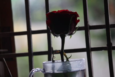 Close-up of red flower in water