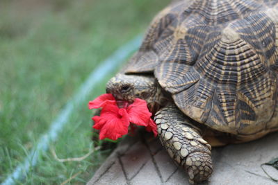 High angle view of tortoise on plant