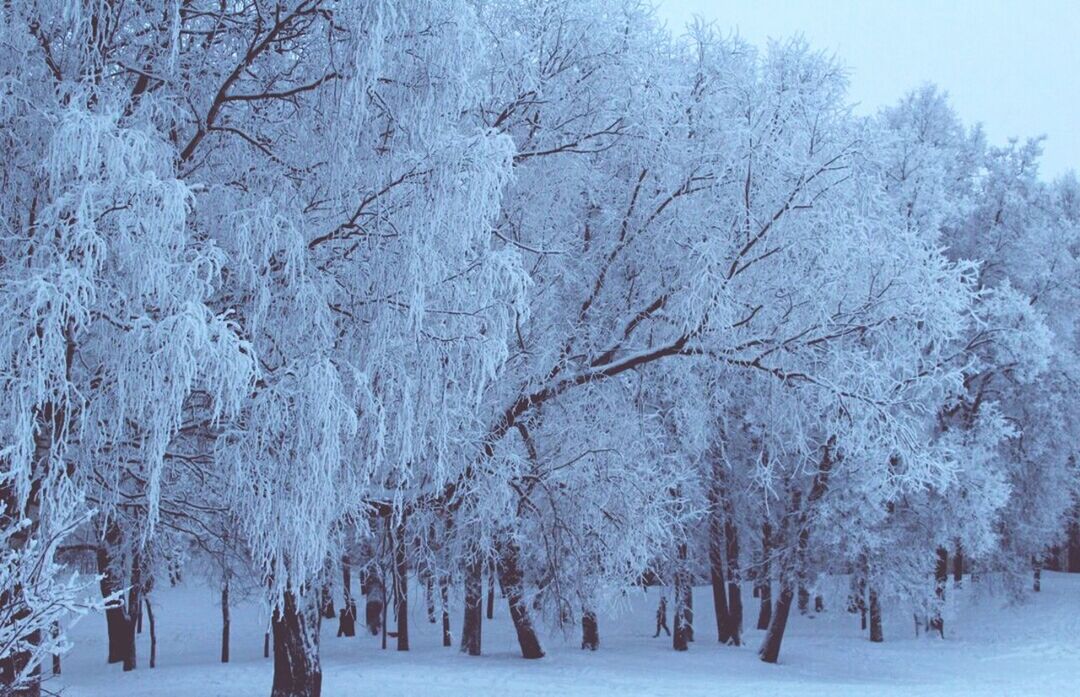 snow, winter, cold temperature, season, tree, weather, covering, tranquility, beauty in nature, nature, tranquil scene, bare tree, branch, landscape, scenics, frozen, white color, field, covered, snow covered