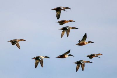 Low angle view of birds flying in sky