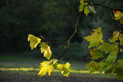 Close-up of yellow leaves on plant