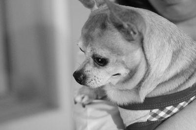 Close-up of dog sticking out tongue