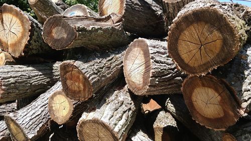 Full frame shot of logs in forest