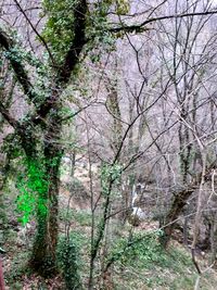 Trees in forest