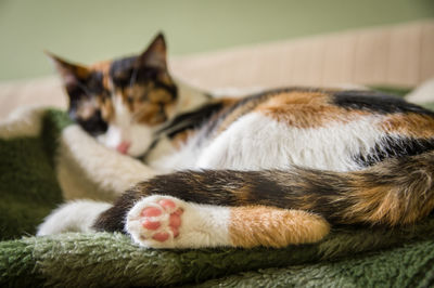 Close-up of cat resting
