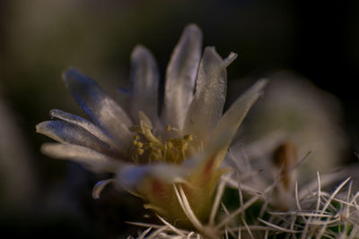 Close-up of white flowering plant on field