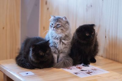 Cats sitting on floor at home