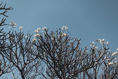 Low angle view of flowering plant against clear sky