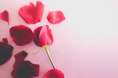 Close-up of pink roses against white background