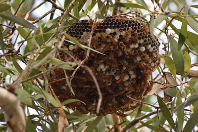 Close-up of bee in nest