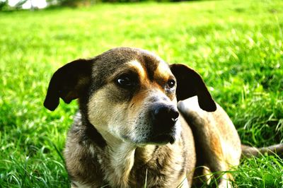 Close-up of dog relaxing on field