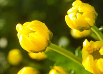 Close-up of yellow flower