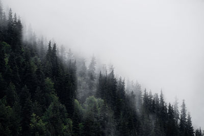 Pine trees in forest