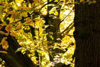 Leaves on tree trunk