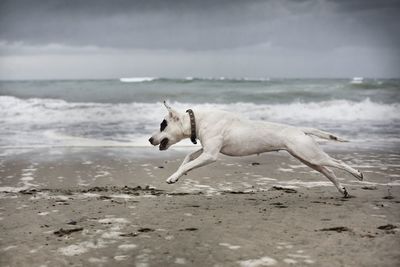 Dog running on shore at beach