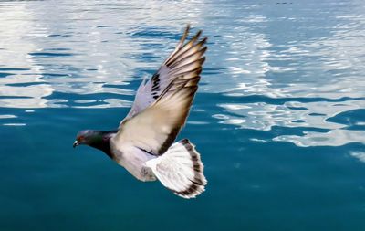 Close-up of seagull flying over lake