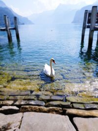 Bird perching on a lake