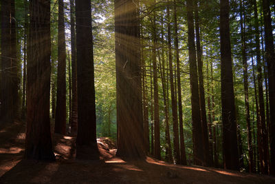 Trees growing in forest