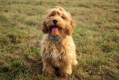 Dog on grassy field