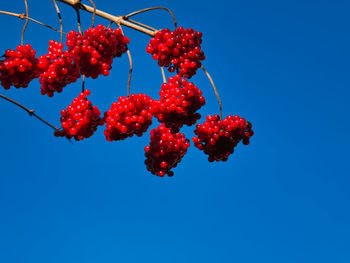 Low angle view of red berries hanging against clear blue sky