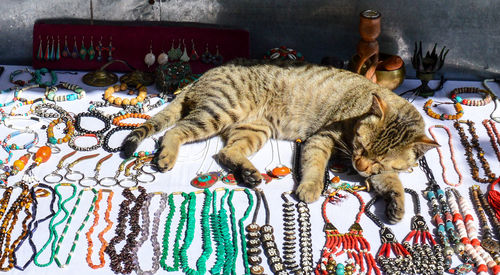 Cat lying on table