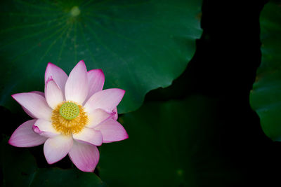 Close-up of pink lotus water lily blooming outdoors
