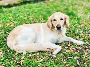 View of golden retriever relaxing on field